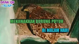 TUTORIAL MENJINAKKAN BURUNG PUYUH DI MALAM HARI
