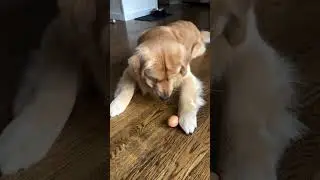 PSA: eggs are NOT safe around Bauer.....#goldenretriever #funny #dog