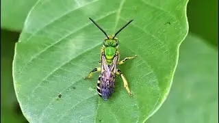 Brown-Winged Striped Sweat Bee