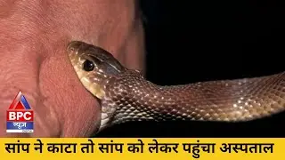 Mathura - जहरीले सांप को लेकर पहुंचा अस्पताल | BPC NEWS | SANKE | @UPPOLICE 