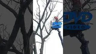 Tree Service Near Doylestown PA. Tree service near me