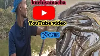 କୁଚିୟମାଛ   🦈🐟kuchiyamacha