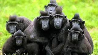 cabros -  7 monkeys