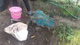 Harvesting our native pechay