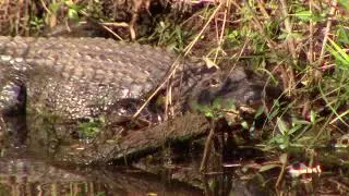 Alligator and Bear in the Alligator River National Wildlife Refuge - September 2022