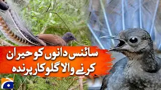The Singing Bird that Surprised Scientists -  Lyrebird - Geo News @geonews