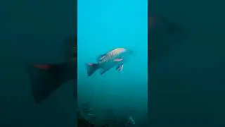 Mangrove school #underwater world #snapperfishing #bestfishing #fishinglifeng