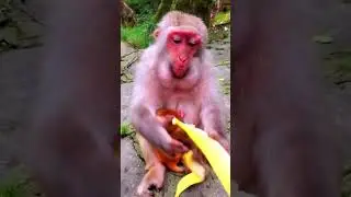 give milk to poor oldest monkey.  #animals #money #angkormonkey