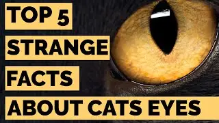 Top 5 Strange Cat Eyes Facts That Will Leave You Amazed!