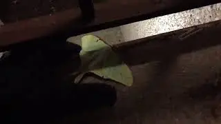 A Large Green Moth