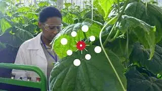 Research findings on the African research culture