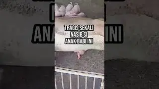 Anak babi menangis histeris minta tolong