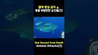 방심 금지 동물의 위험천만 순간 Near Death Animal Encounters 3 #animals #top5 #동물 #위험