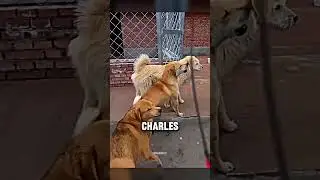 The Day King Charles Proved He Owned the Shelter