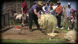 Industrial manufacture of woollen textiles in the Mississippi Valley. Part 1: sheep shearing