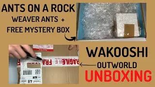 Polyrhachis Dives unboxing