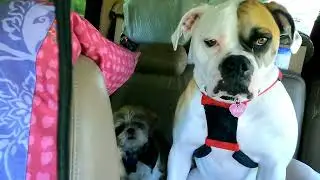 Road trip up date! South Carolina to Pennsylvania
