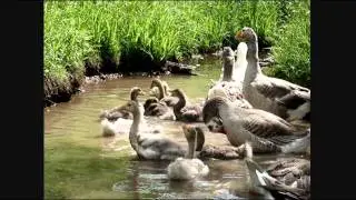 Pilgrim Goslings in Creek