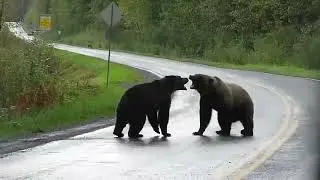 Bear Dubstep