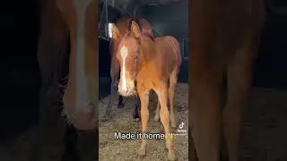 So glad my girls are back!!! 🙌&hearts;️ #broodmare #topwindranch #foal