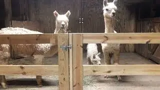 Humming Alpacas = Happy Alpacas!