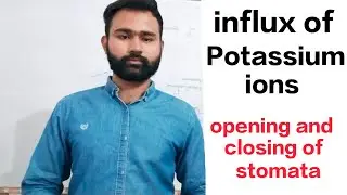 influx of potassium ions || opening and closing of stomata ||