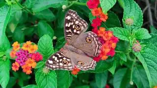 10 Beautiful Butterflies And Usual Butterflies | Video