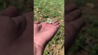 Feeling so blessed to witness magical moment two butterflies choosing my hand as their love spot!❤️