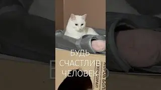 Кошка которая не умеет переходить дорогу #руна #youtubecatshorts #cat #catlovers #catshorts #shorts