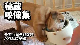 ブルドッグのバウムの昔の映像｜見返したくなる日常