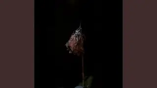 falling (extended)