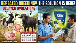 बार-बार Heat आती है पर गर्भ नहीं ठहरता? Delayed Ovulation की पूरी सच्चाई| #akharvzoocare #3xnpowder