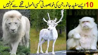 Most Rare White Animals in the world | 10 Unique Animals | Albino Animals | Disocery | Urdu Global