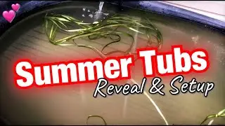 Summer Tubs: Fish Reveal and Setup