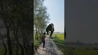 Big dinosaur jurassic world t-rex part 288.#dinosaur #trending#jurassicworld #vfxshorts #dinosaur