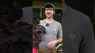 Hibiscus and Medicine: Comparing Tropical and Hardy Hibiscus with Ike