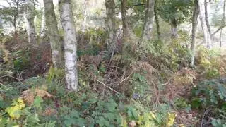 Trees II - Visual ASMR by Simon Knott Artist