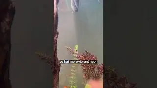 Tetras #aquariumfish #fishtank #fish #aquascape #fishing #fishkeeping #tetrafish #music #shorts
