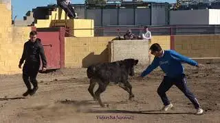 Capea Casta Aragonesa - 06/11/2021 - Parte 1 - HD