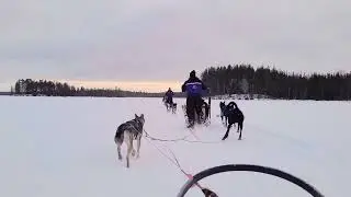Husky sledding at -22 degrees #finland #huskydog #sledding 