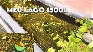 MINI LAGO COM CASCATA, ACAR&Aacute; FESTIVO,  MOLIN&Eacute;SIAS,  PLATIS E GUPPYS
