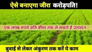 जीरा की खेती कब व कैसे करें। जीरे की बुवाई का समय, तरीका, बीज की मात्रा, सिंचाई, बीज उपचार