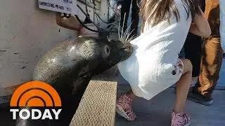 Family Of Little Girl Grabbed By Sea Lion Speaks Out | TODAY