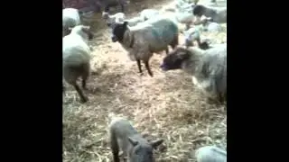 sheep baaing