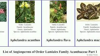List of Angiosperms of Order Lamiales Family Acanthaceae Part 1 barleria aphelandra acanthus bear