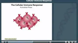 Cell mediated immunity animation