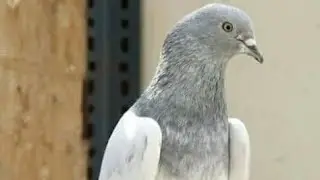  JONSRA KABOOTER SIALKOTI ORIGNAL APNI ASAL HALAT MA