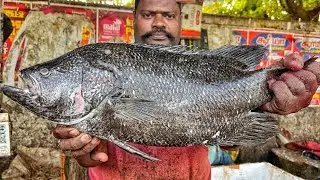 KASIMEDU SPEED SELVAM | BIG SEA BASS FISH CUTTING VIDEO | 4K VIDEO | 4K VIDEO | KM FISH CUTTING