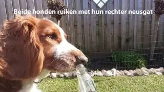 Lateralisatie van de neus