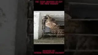 Cat Head Stuck In Metal Window